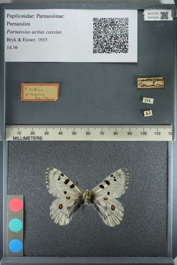 Media type: image;   Entomology 174555